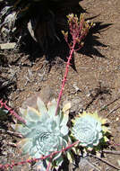 Image of Dudleya brittonii Johansen