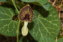 Image of Aristolochia fimbriata Cham.