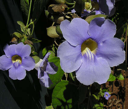 Image of Bengal clock vine