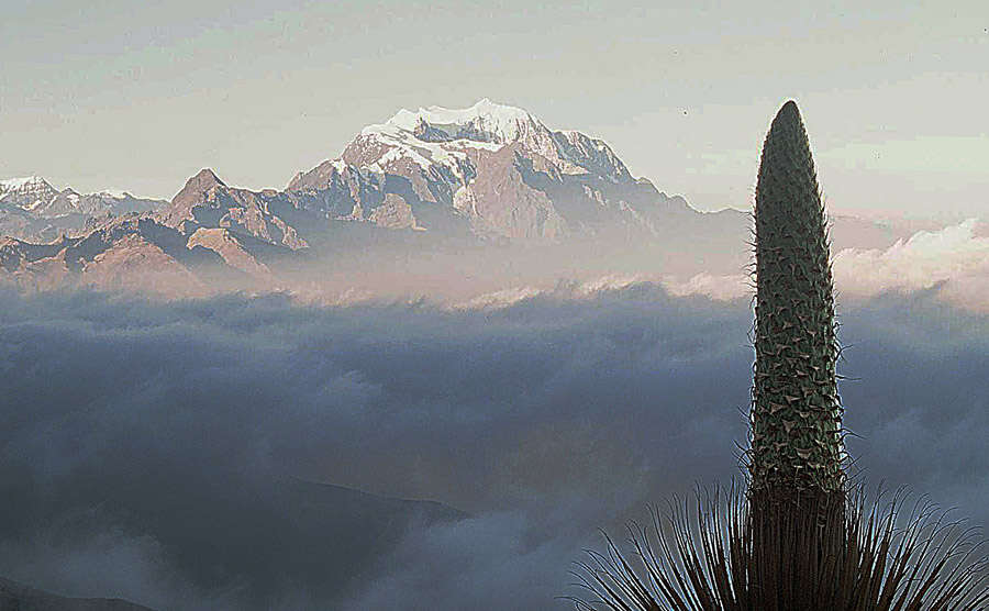 Image de Puya raimondii Harms