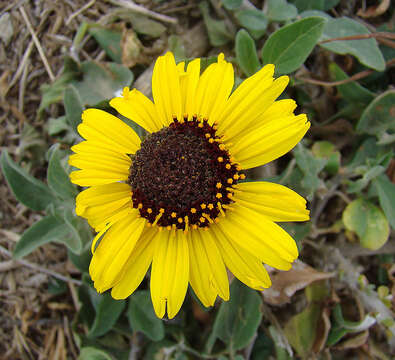 Sivun Encelia californica Nutt. kuva