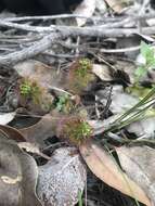 Image de Drosera stolonifera Endl.