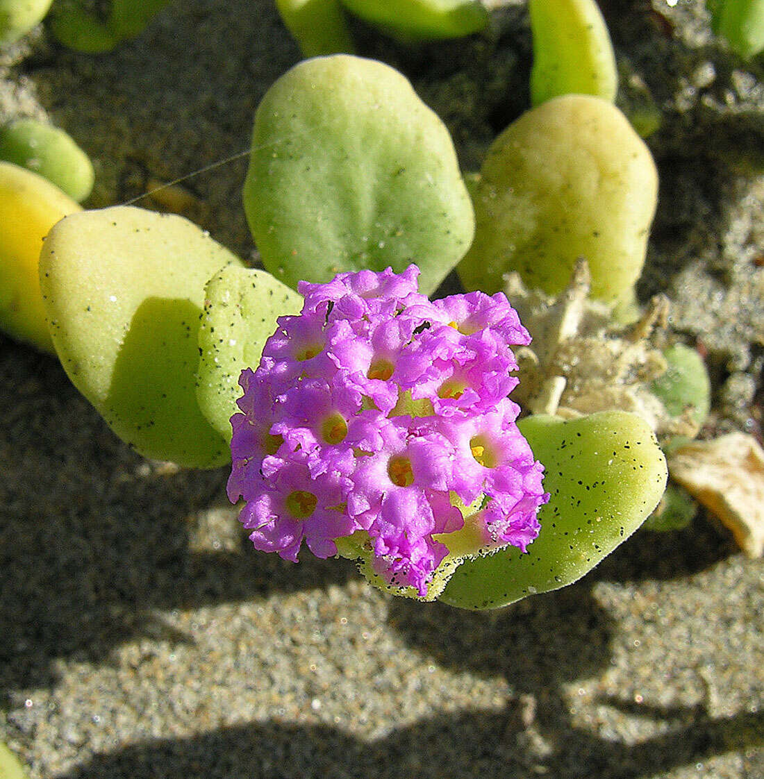 Image of red sand verbena