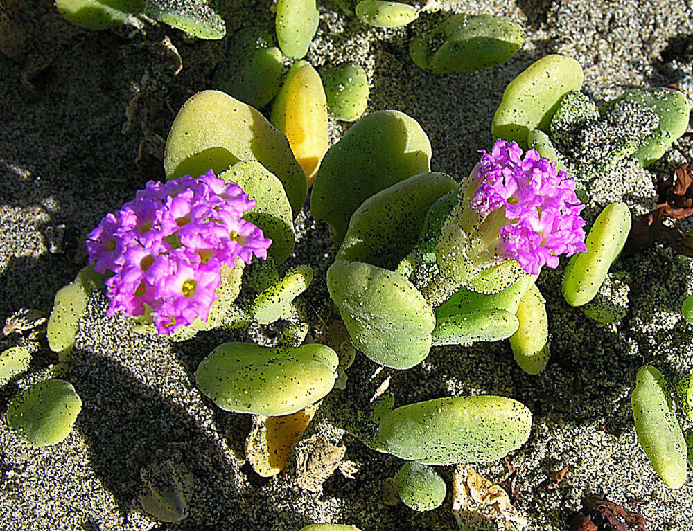 Image of red sand verbena