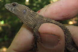 Image of Gray's Keeled Skink