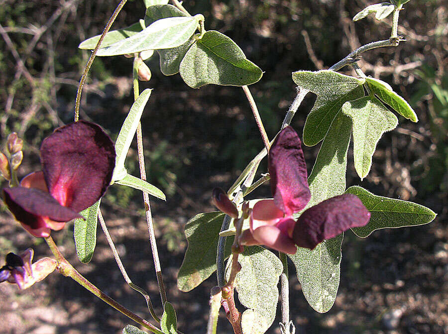 Macroptilium atropurpureum (DC.) Urb. resmi