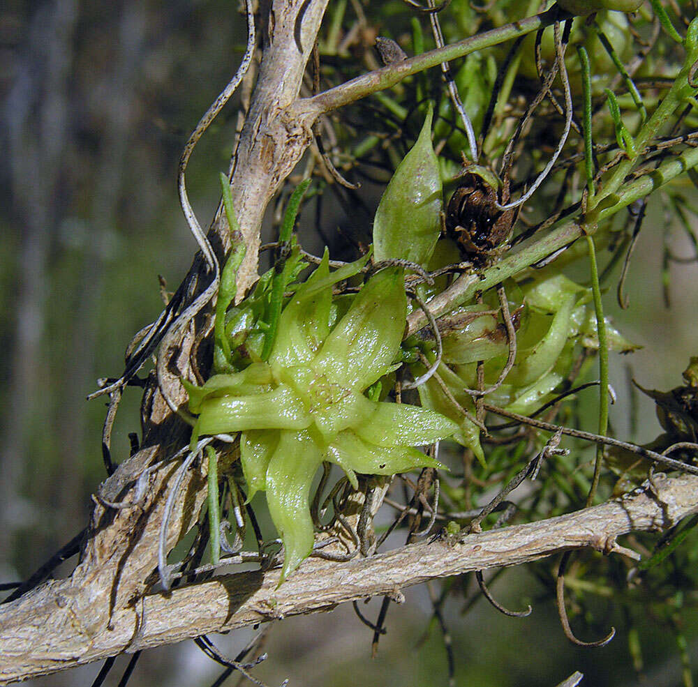Image of Needle-Leaf Burrobush