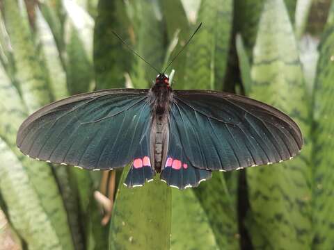 Image de Parides erithalion (Boisduval 1836)