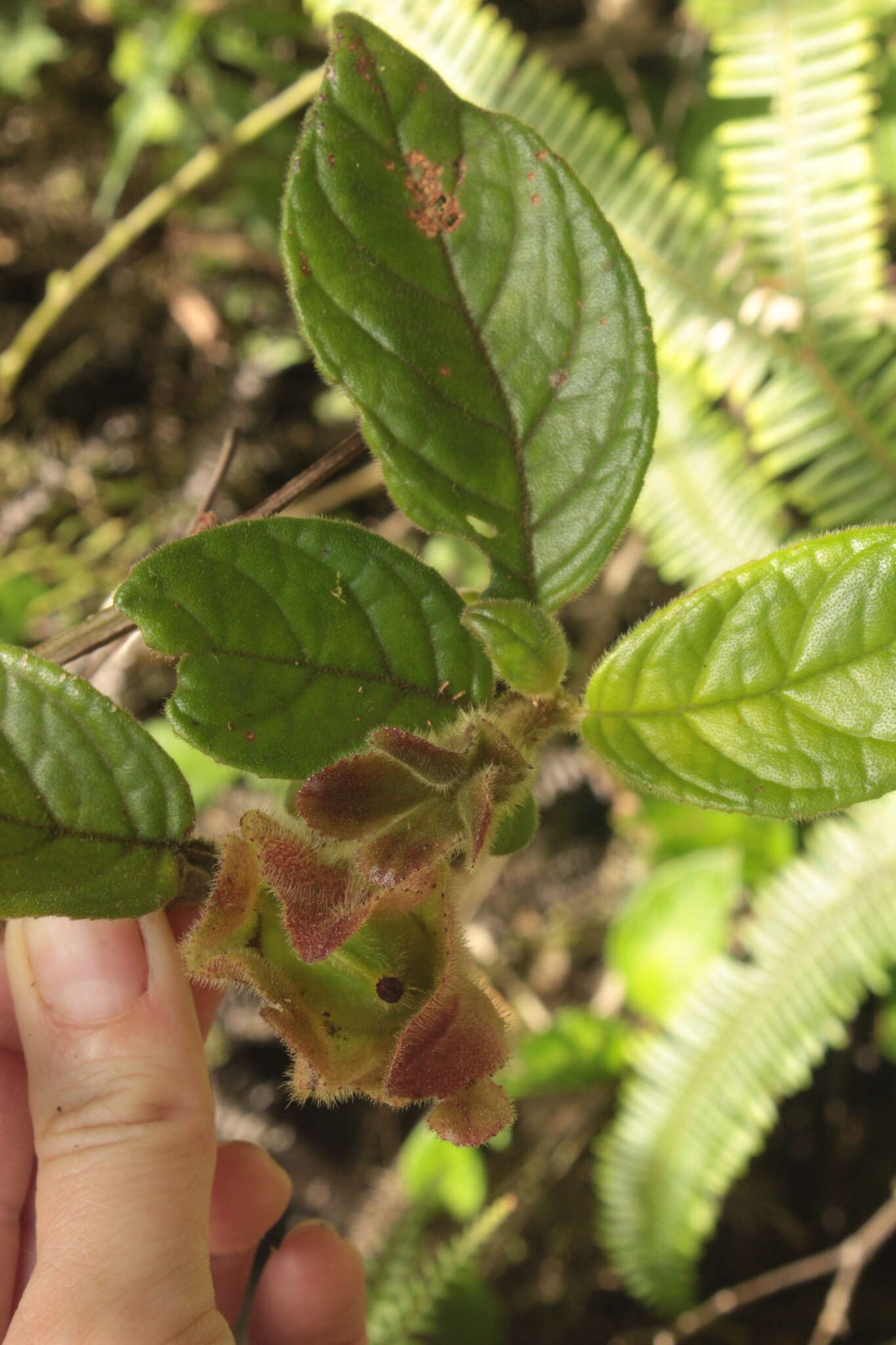 Image of Drymonia alloplectoides Hanst.