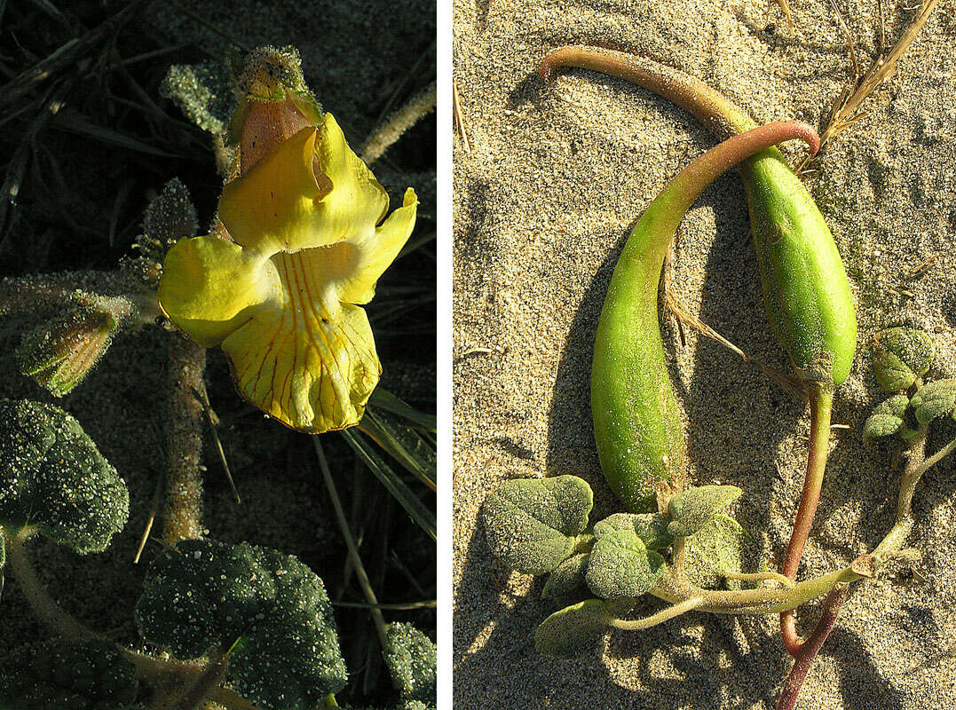 Image of Proboscidea altheifolia (Benth.) Decne.