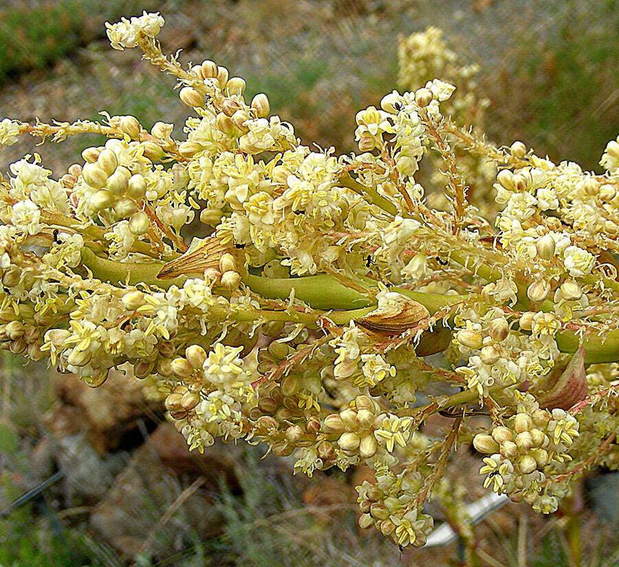 Image of Peninsular beargrass