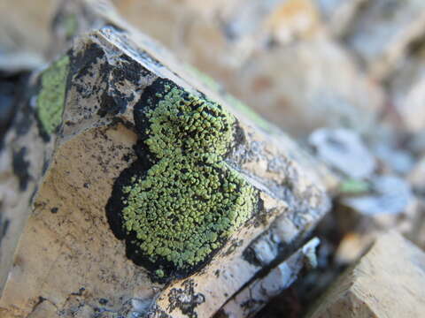 Image of lecanora map lichen