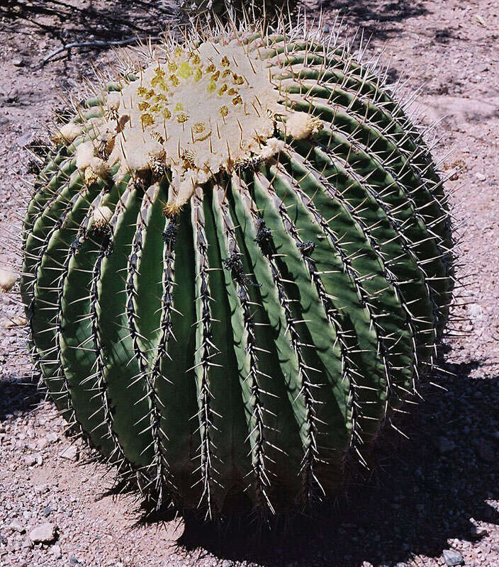 Image of Cactus