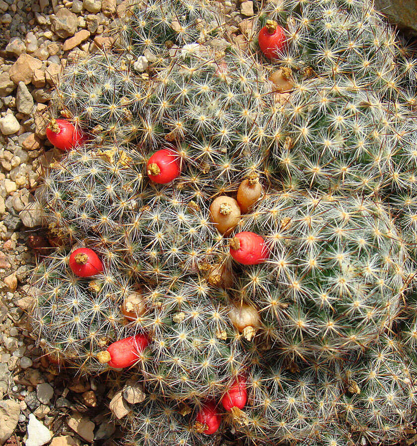 Image de Mammillaria prolifera (Mill.) Haw.