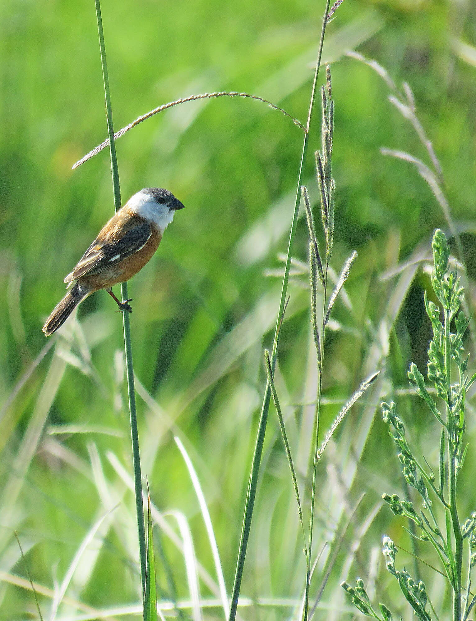 Image of Marsh Seedeater