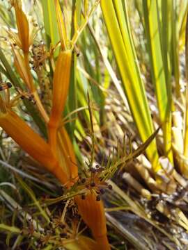 Image of Aciphylla pinnatifida Petrie