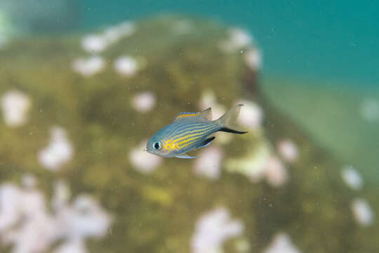 Plancia ëd Chromis vanderbilti (Fowler 1941)