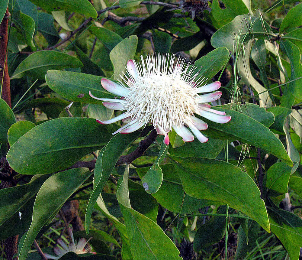 Image of African savanna sugarbush