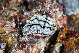 Image of Lumpy black grey orange slug