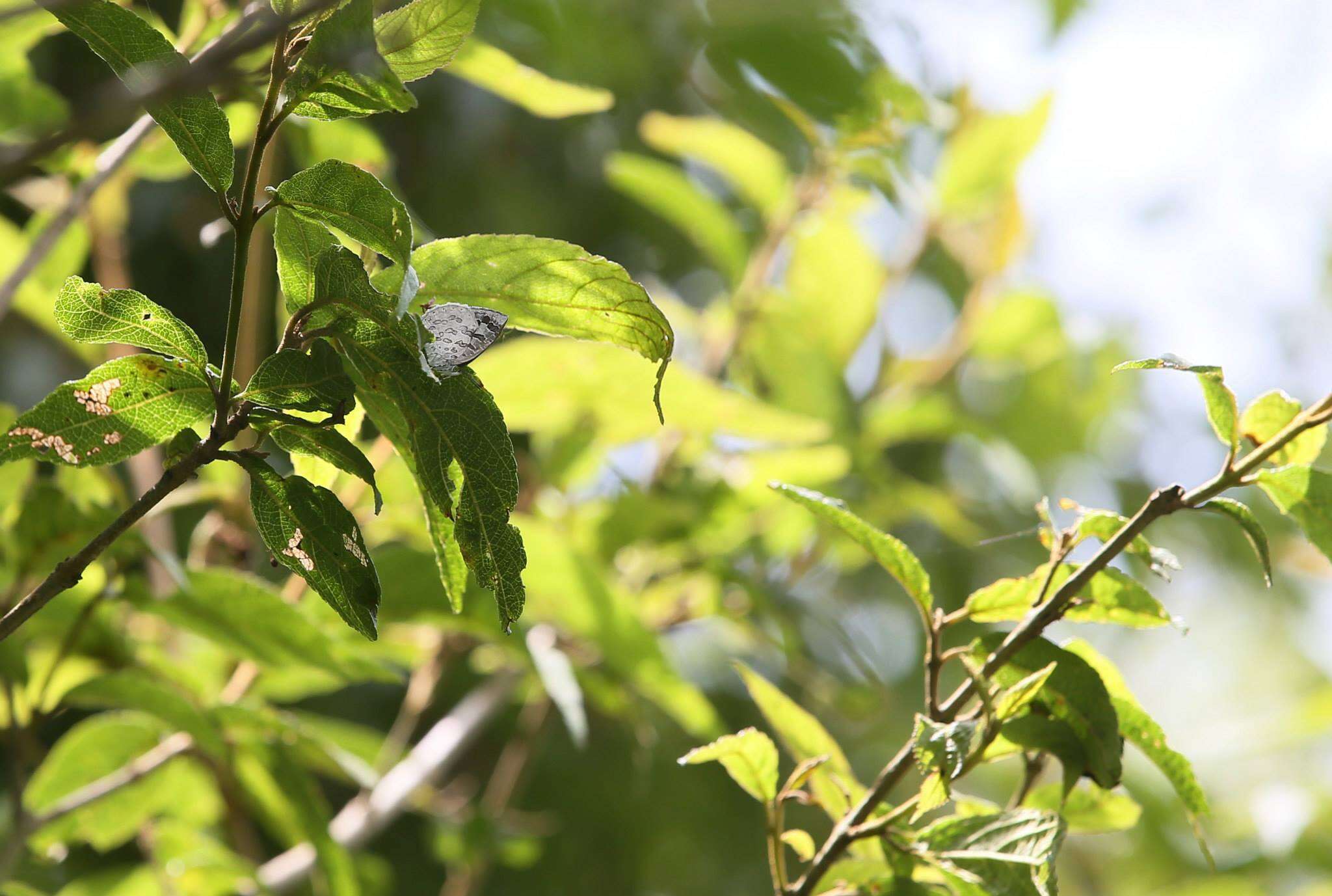 Image of Arhopala ganesa formosana