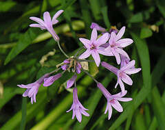 Tulbaghia violacea Harv. resmi