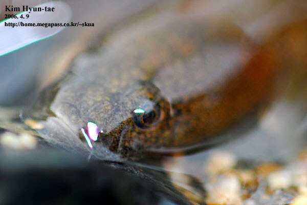 صورة Luciogobius