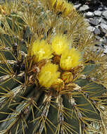 Ferocactus glaucescens (DC.) Britton & Rose resmi