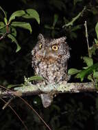 Image of Whiskered Screech Owl