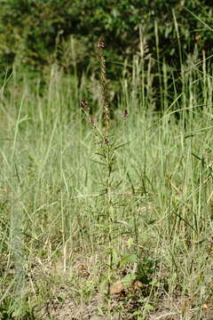 Image of Lysimachia dubia Solander