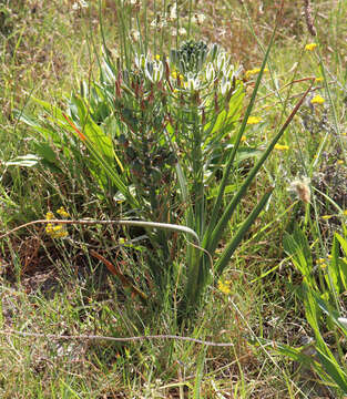 Image of Albuca longifolia Baker