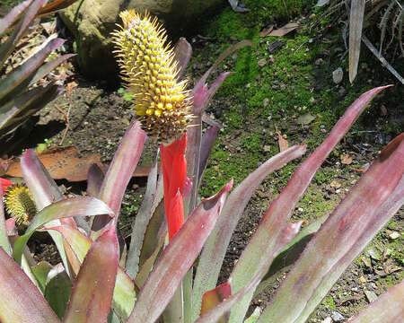 Image of Aechmea triticina Mez