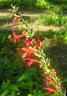 Image of Red sage