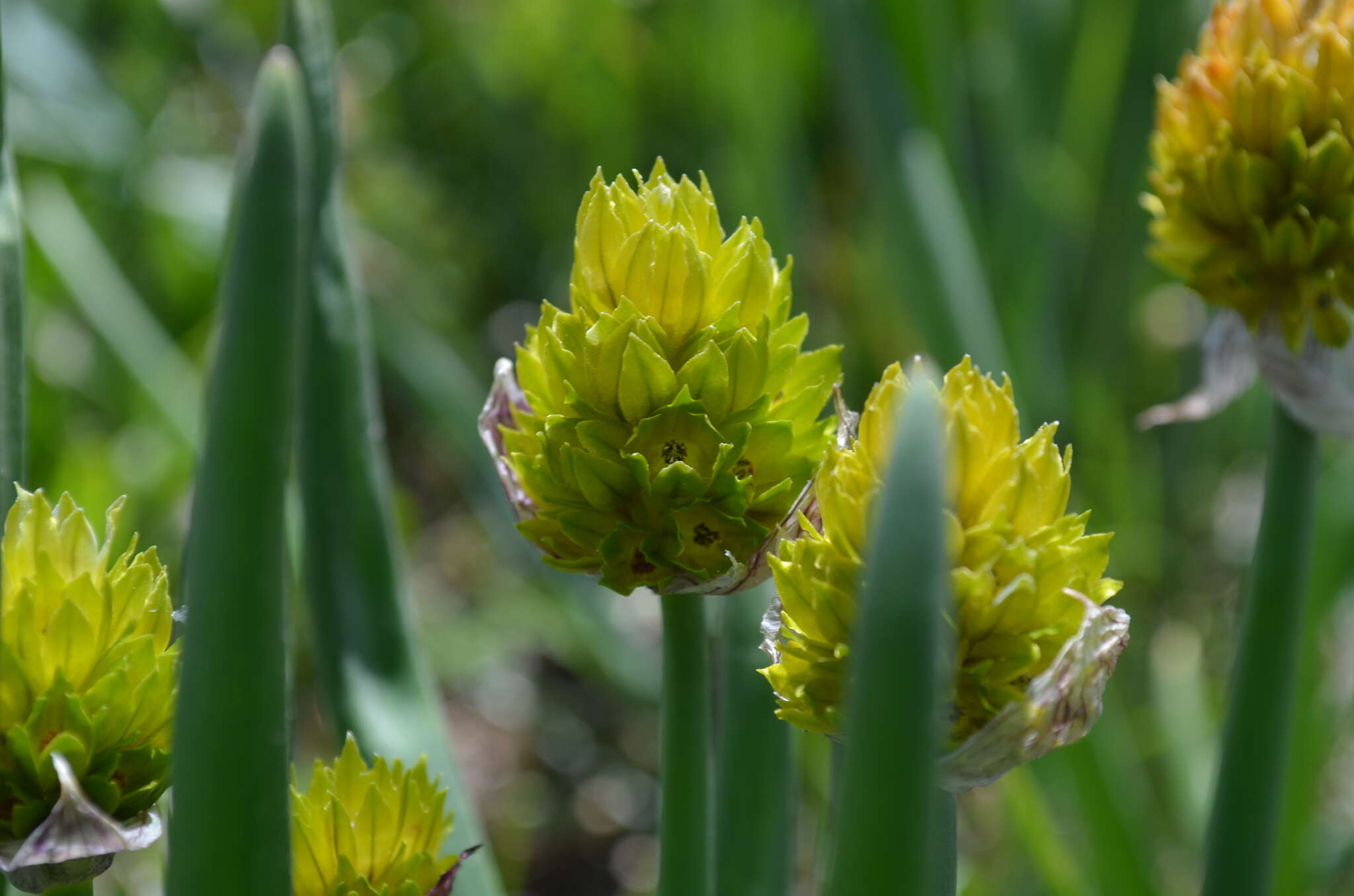 Sivun <i>Allium atrosanguineum</i> var. <i>fedtschenkoanum</i> kuva