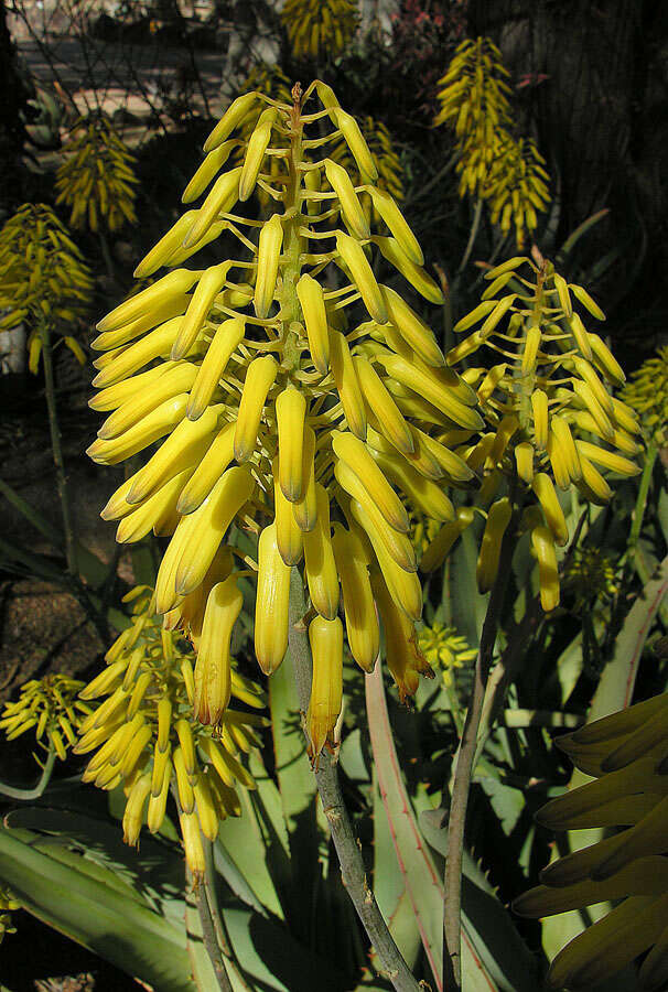 Plancia ëd Aloe scobinifolia Reynolds & P. R. O. Bally