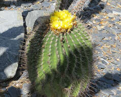 Ferocactus glaucescens (DC.) Britton & Rose resmi