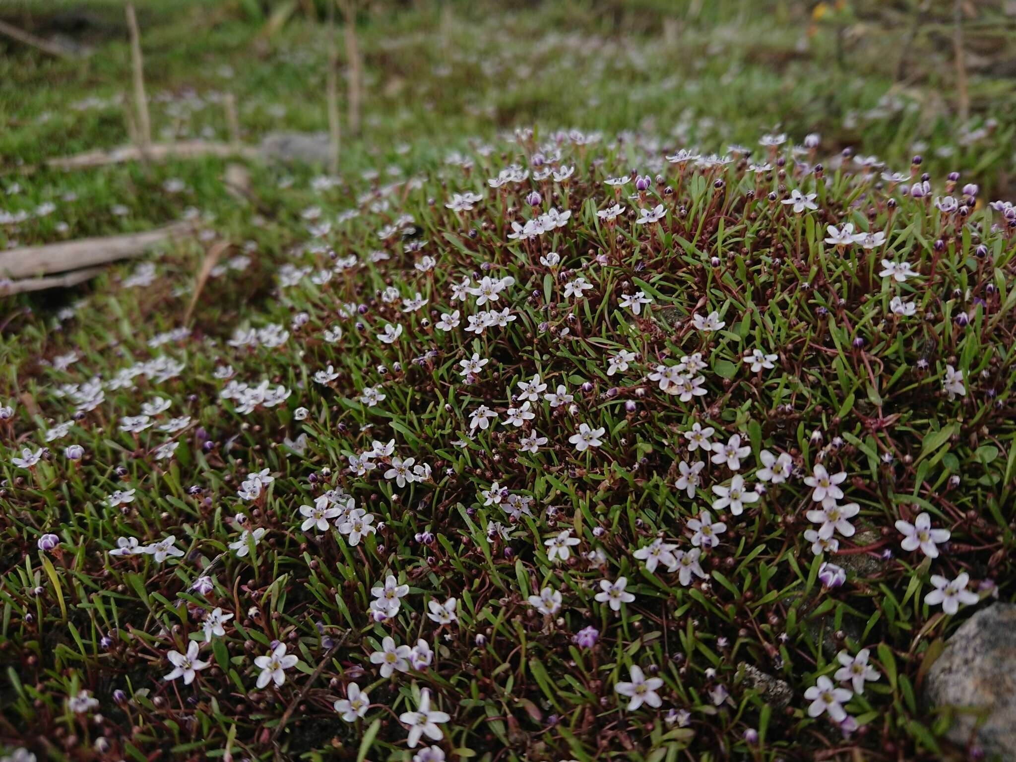 Sivun Limosella longiflora Kuntze kuva