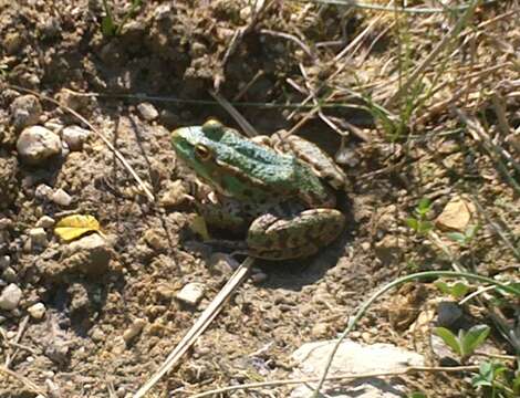 Image of Eurasian Marsh Frog