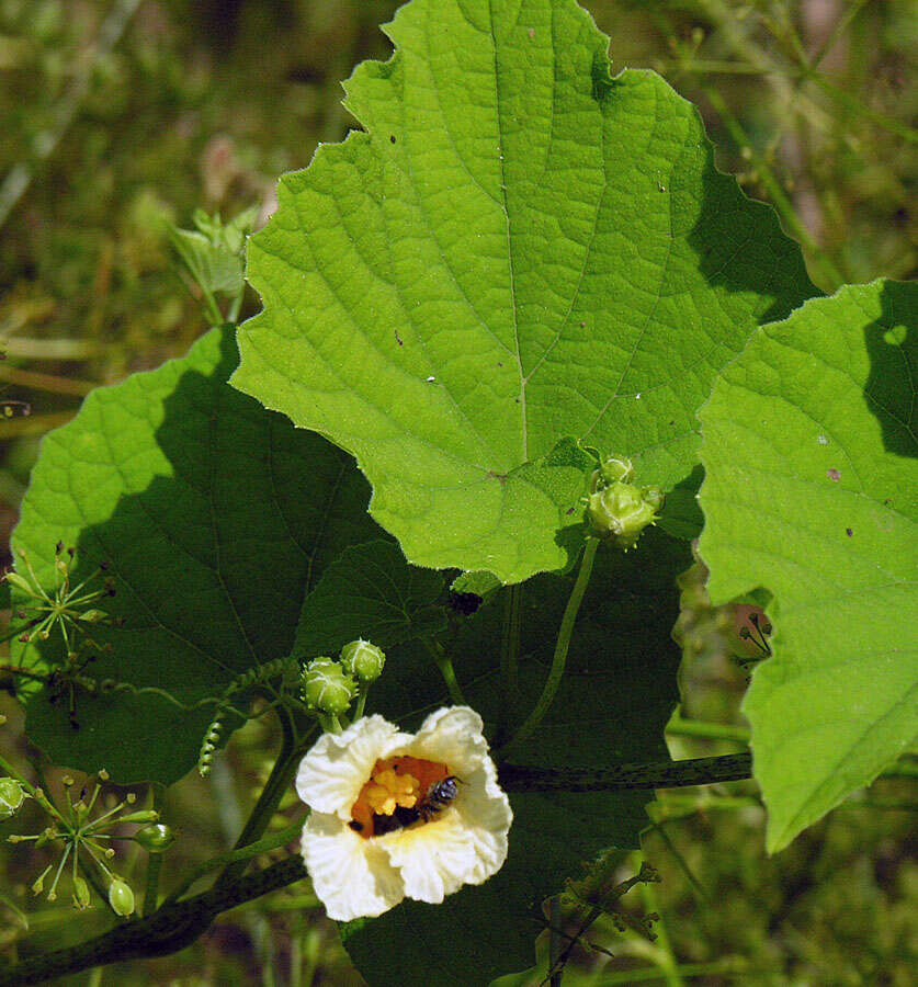 Image de Concombre sauvage