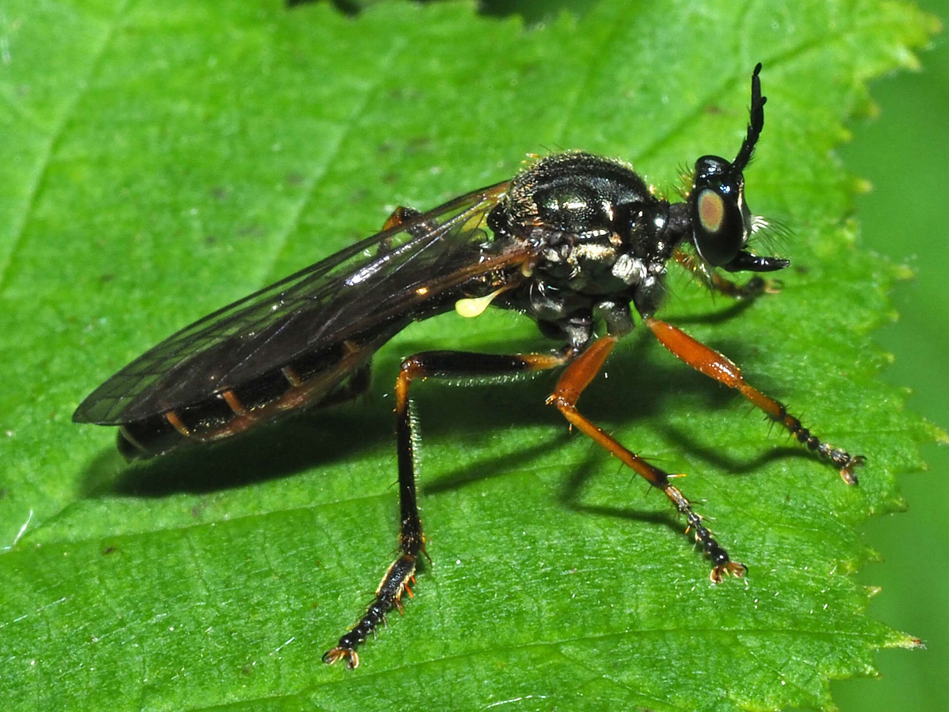 Image de Dioctria rufipes (Scopoli 1763)