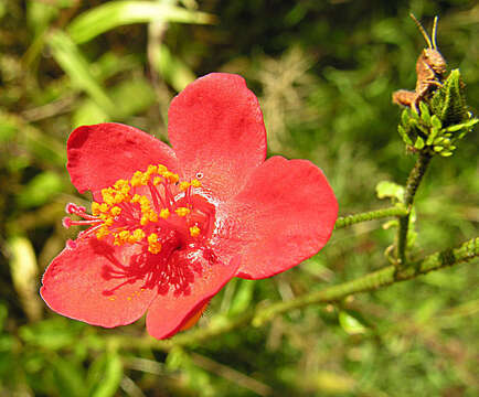 Image of rosemallow