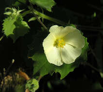 Image of Indian mallow