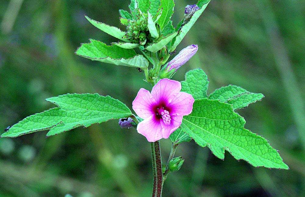 Image of swampmallow