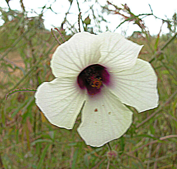 Image of flower of an hour