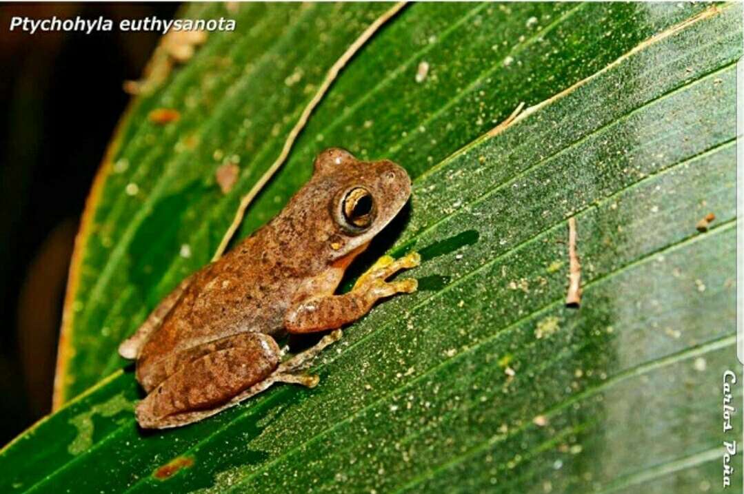 Sivun Ptychohyla euthysanota (Kellogg 1928) kuva