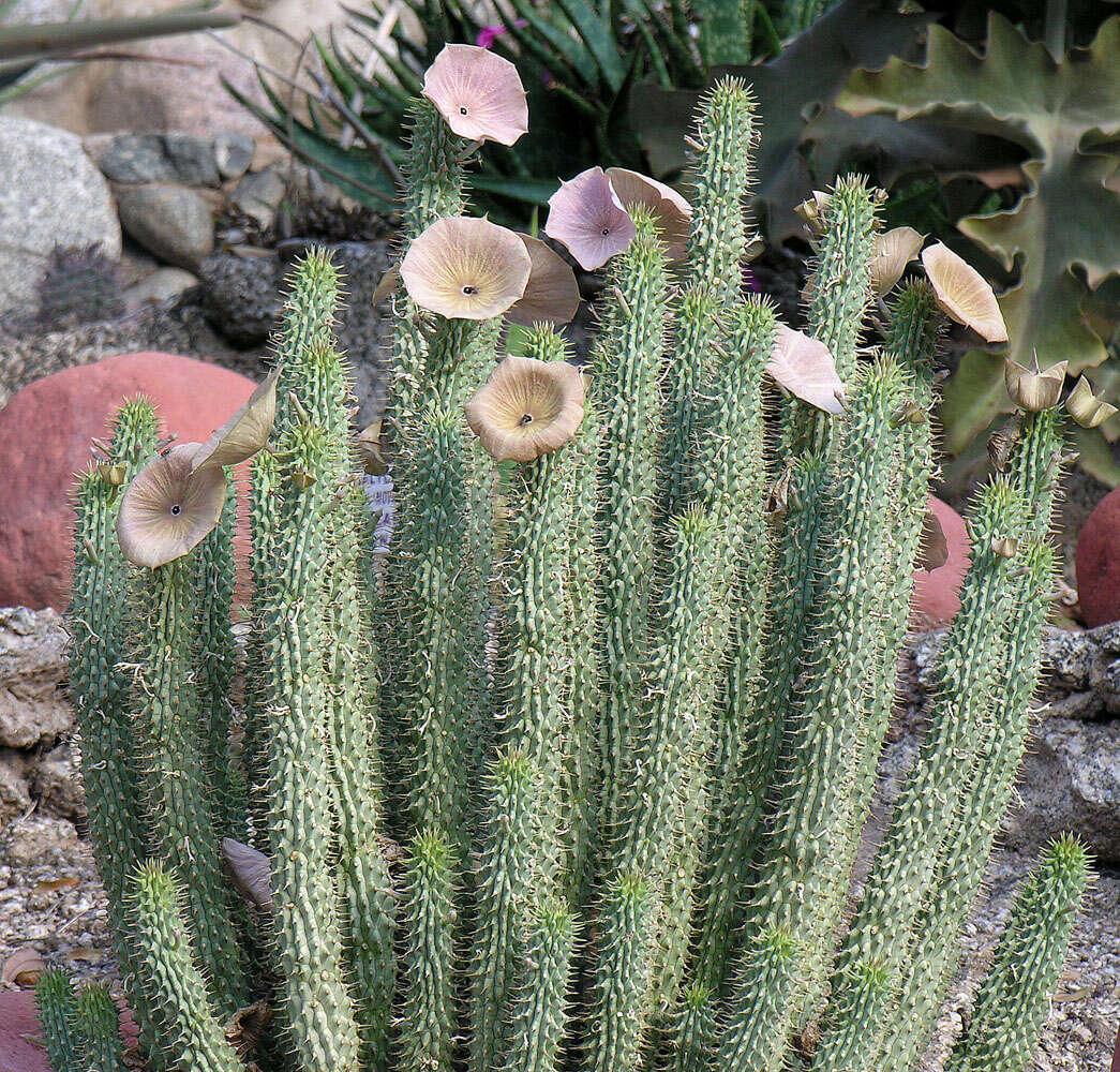 Image de Ceropegia gordonii (Masson) Bruyns