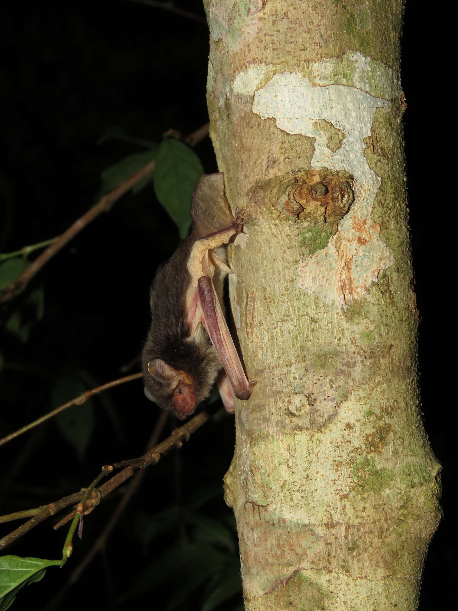 Pseudoromicia tenuipinnis resmi