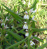 Image of Hygrophila schulli (Buch.-Ham.) M. R. Almeida & S. M. Almeida