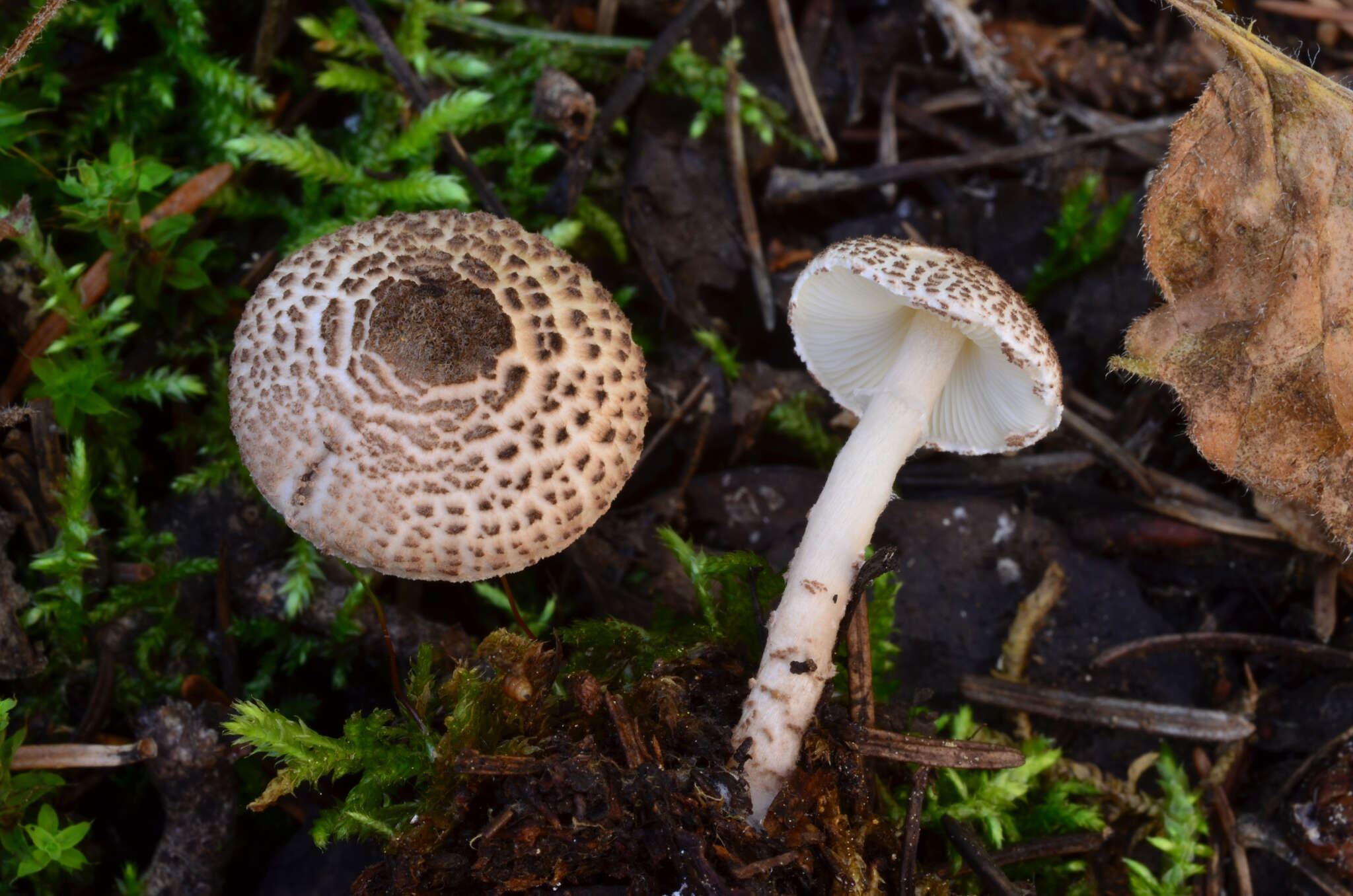 Слика од Lepiota felina (Pers.) P. Karst. 1879