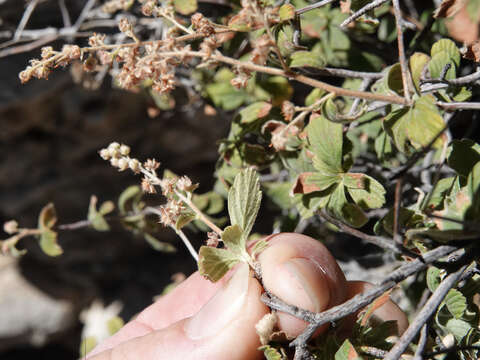 Image of fivepetal cliffbush