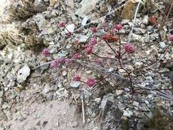 Image of Pinnacles buckwheat